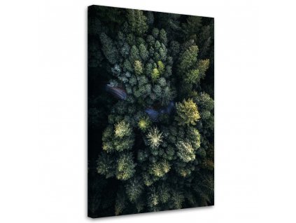 Obraz na plátně Vysoké stromy - Nikita Abakumov