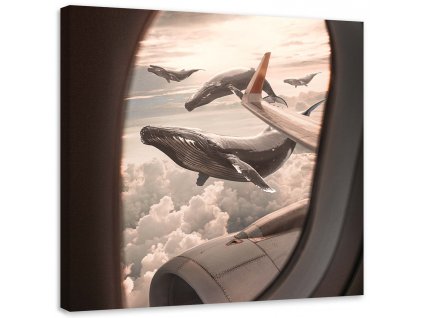 Obraz na plátně Pohled na velryby z letadla - Zehem Chong