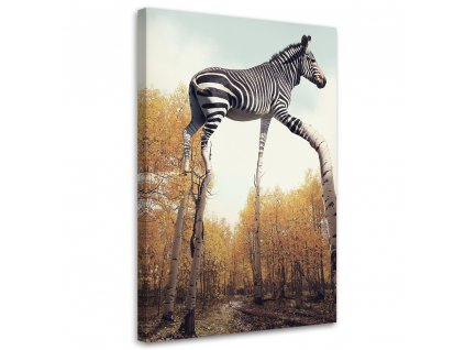 Obraz na plátně Zebra a březové nohy - Patryk Andrzejewski
