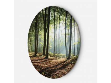 Kulatý obraz na plátně Sluneční paprsky v lese