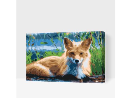Malování podle čísel Liška