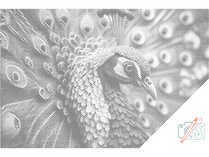 Tečkování Páv korunkatý