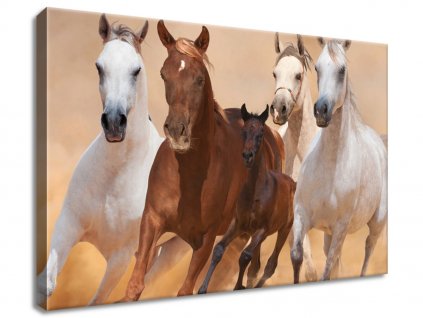 Obraz na plátně Cválající koně (Velikost 40 x 30 cm)