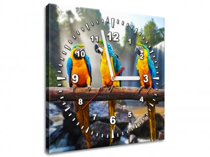 Obraz s hodinami Barevní papoušci (Velikost 30 x 30 cm)