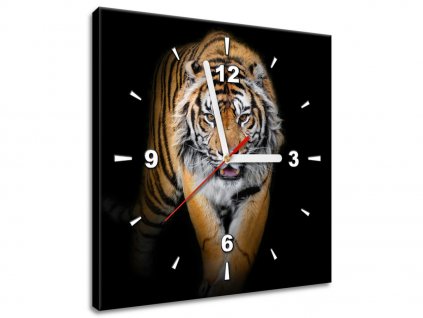 Obraz s hodinami Silný tygr (Velikost 30 x 30 cm)
