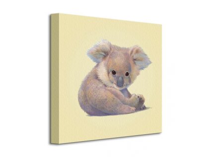Obraz na plátně Koala Butler John