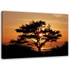 Obraz na plátně Strom u moře při západu slunce