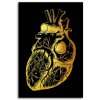 Obraz na plátně Zlatá anatomie, lidské srdce - Gab Fernando