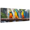 Obraz s hodinami Barevní papoušci