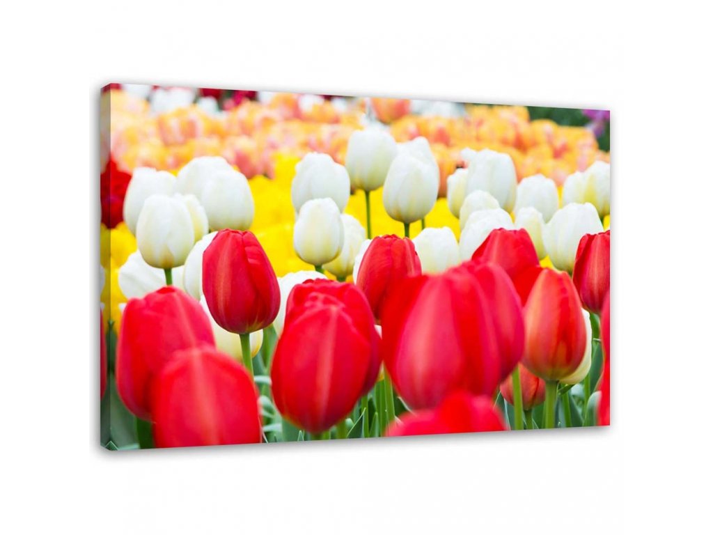 Kép Többszínu tulipánok