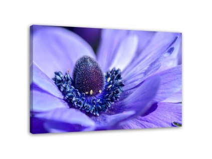 Vászonkép Kék és lila virág