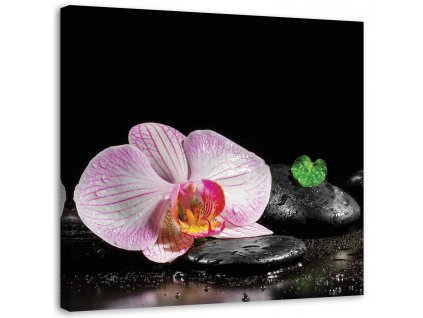 Vászonkép Virágzó zen orchidea