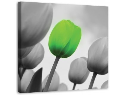 Vászonkép Zöld tulipán