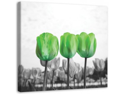 Vászonkép Zöld tulipánok a réten