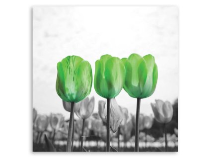 Vászonkép Zöld tulipánok a réten