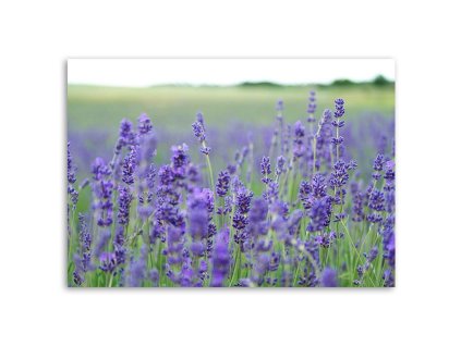 Vászonkép Levendula mezok