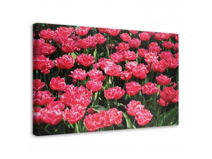 Vászonkép Rózsaszín tulipánok a kertben