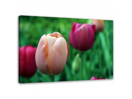 Vászonkép Rózsaszín tulipánok