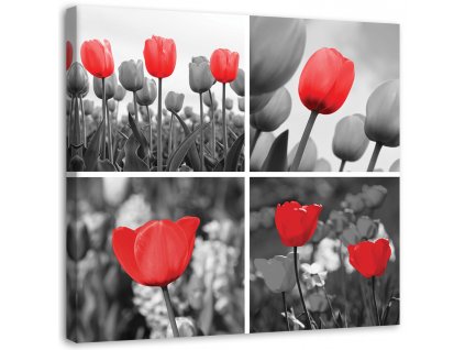 Vászonkép Piros tulipánok szürke színben