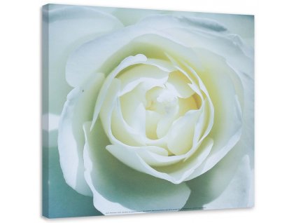 Vászonkép Egy fehér rózsa közepe