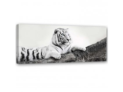 Vászonkép Figyelo tigris