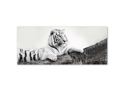 Vászonkép Figyelo tigris