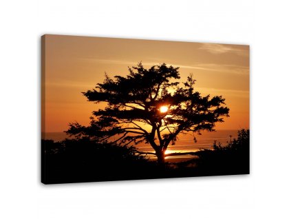 Vászonkép Fák a tengerparton naplementében