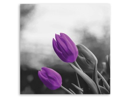 Vászonkép Két lila tulipán