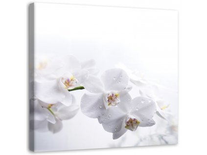 Vászonkép Fehér orchidea fehér háttéren