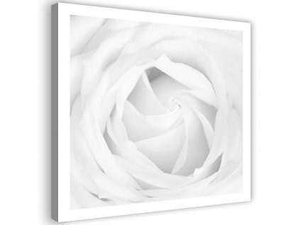 Vászonkép Fehér rózsa