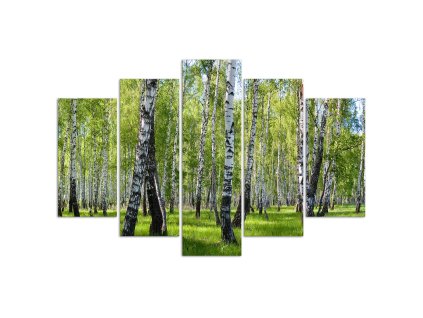 Vászonkép Nyírfák - 5 részes