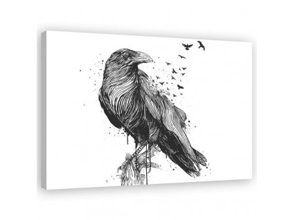 Vászonkép Fekete-fehér madár - Rykker
