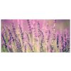 Vászonkép Gyönyöru levendulák