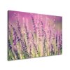 Vászonkép Gyönyöru levendulák