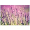 Vászonkép Gyönyöru levendulák