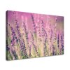Vászonkép Gyönyöru levendulák