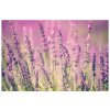 Vászonkép Gyönyöru levendulák