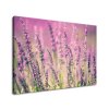 Vászonkép Gyönyöru levendulák