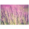 Vászonkép Gyönyöru levendulák