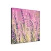 Vászonkép Gyönyöru levendulák