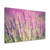 Vászonkép Gyönyöru levendulák