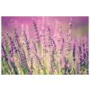 Vászonkép Gyönyöru levendulák