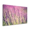 Vászonkép Gyönyöru levendulák