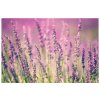 Vászonkép Gyönyöru levendulák