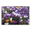 Vászonkép Tavaszi krókuszok a réten