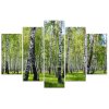 Vászonkép Nyírfák - 5 részes