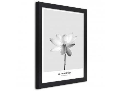 Plagát Biely lotosový kvet