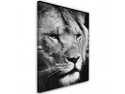Obraz na plátne Čiernobiely lev