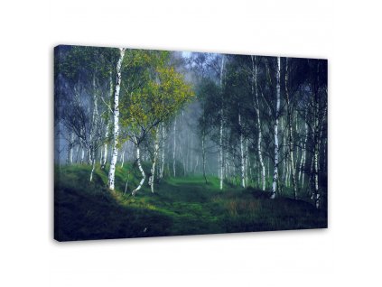 Obraz na plátne Brezy v hmle