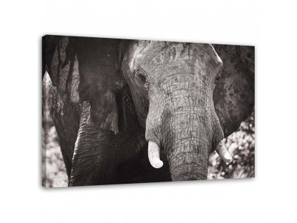 Obraz na plátne Čiernobiely slon